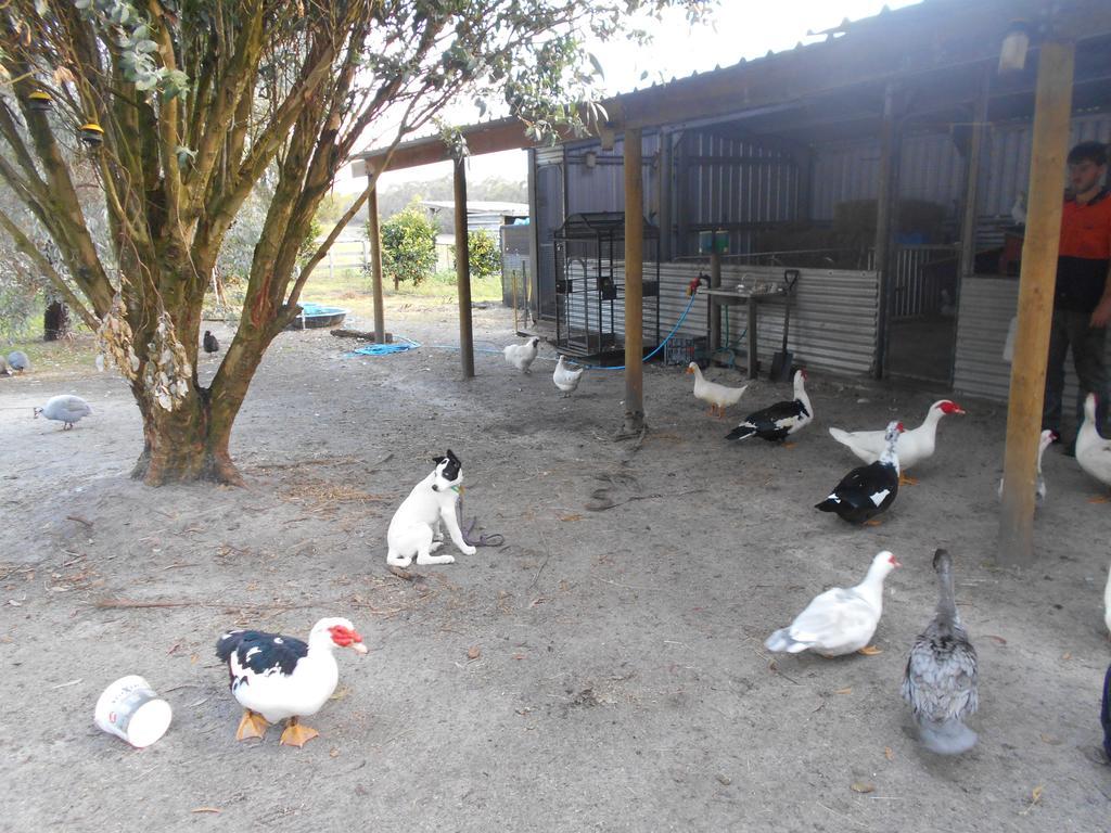 Farm stay Kerriley Park Yelverton